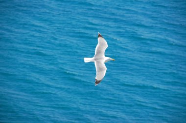 Denizin üzerinde martı