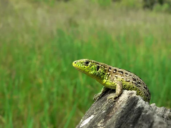 güdük üzerinde oturan kertenkele
