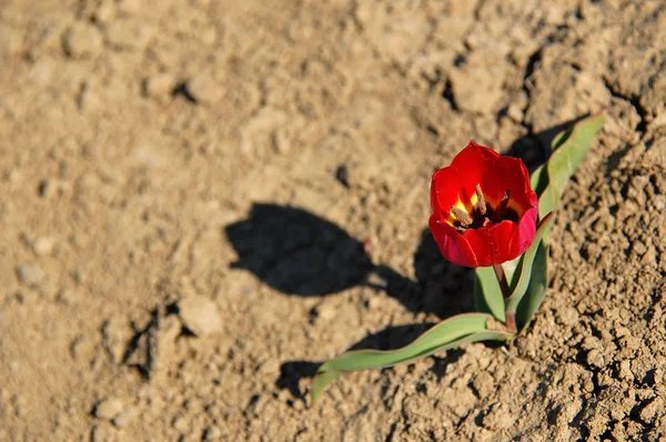 Dağlarda vahşi bir lale