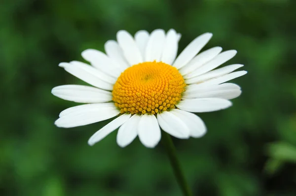 Chamomile in the field Stock Picture