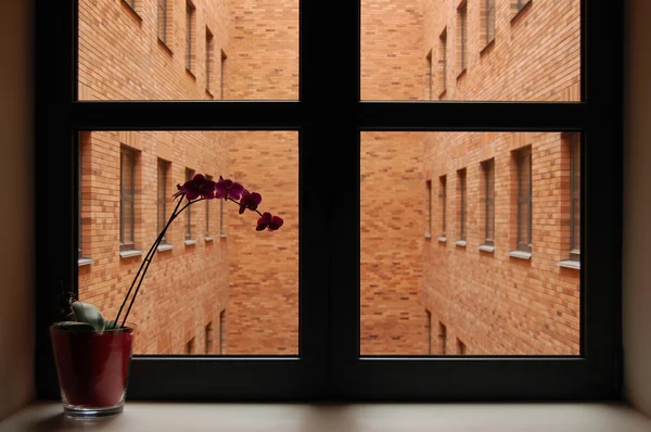 Pencere pervazı orkide phalaenopsis çiçek