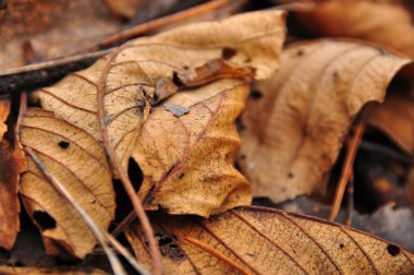 Tekrar sarı sonbahar geldi