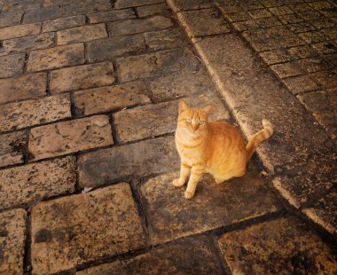 Ben kırmızı bir kediyim