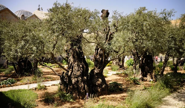 sonsuz zeytin ağacı