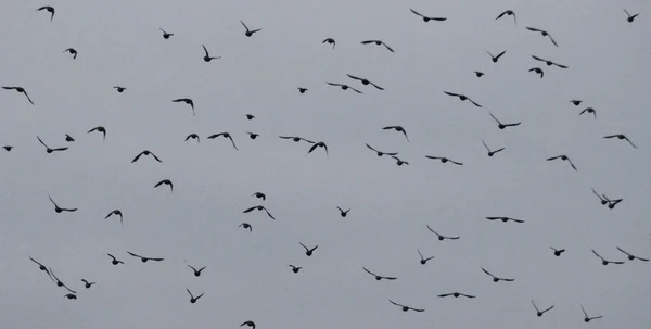 Viele viele Vögel — Stockfoto