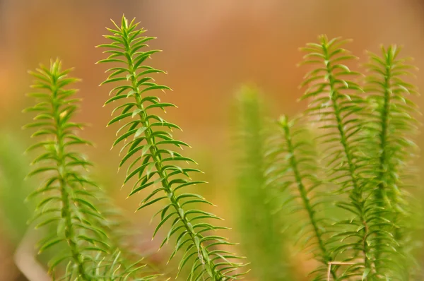 Piante come alghe — Foto Stock