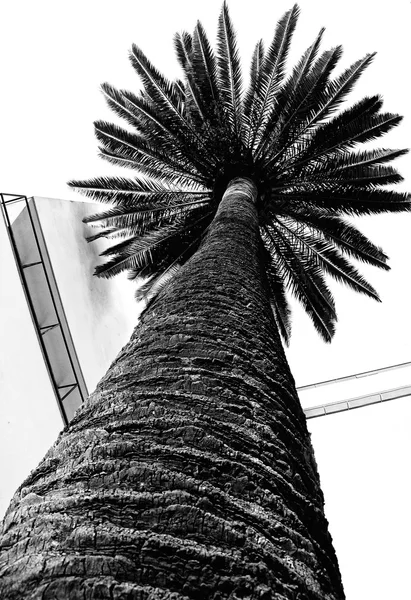 Palm z niskim foreshortenin — Zdjęcie stockowe