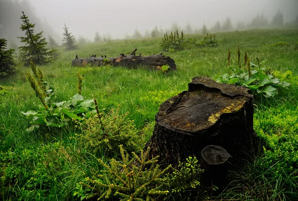 Signor Stump. — Foto Stock