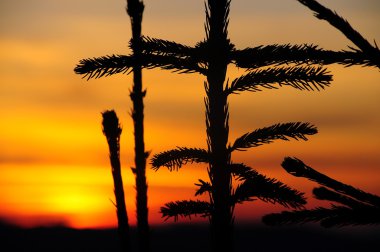 Pines adlı günbatımı