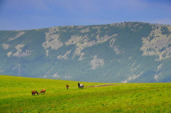 Chevaux dans les montagnes — Photo