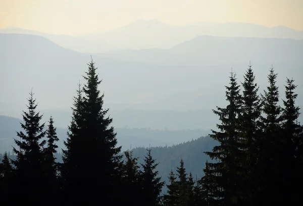 Kiefern in den Bergen — Stockfoto