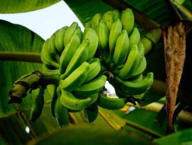 Muz-değil var be olgunlaştırmak şimdi