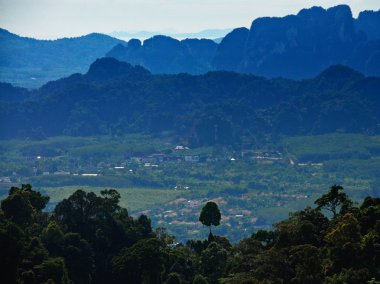 Küçük ağaç kayboldu.