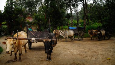 Yerel yolcu taşımacılığı