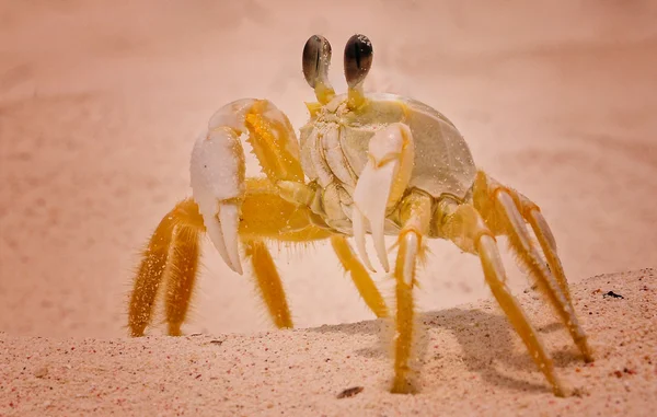 Mijnheer ernstige krab — Stockfoto