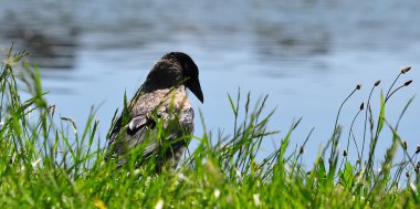 Hayat hakkında düşünüyorum