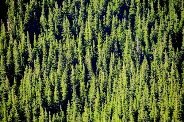 Un espeso bosque de pinos — Foto de Stock