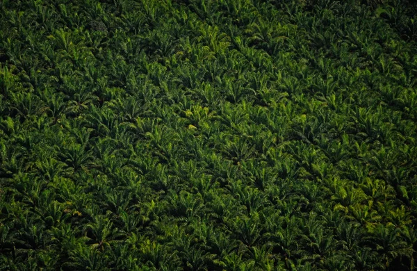 Nunca terminan las plantaciones tropicales — Foto de Stock