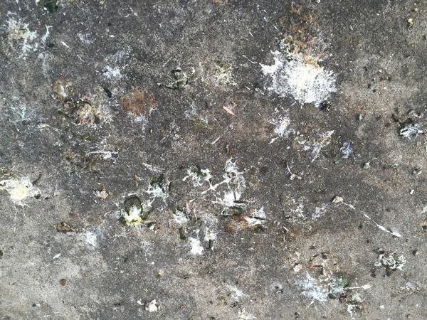 Kuş pisliği çimento zemin üzerine