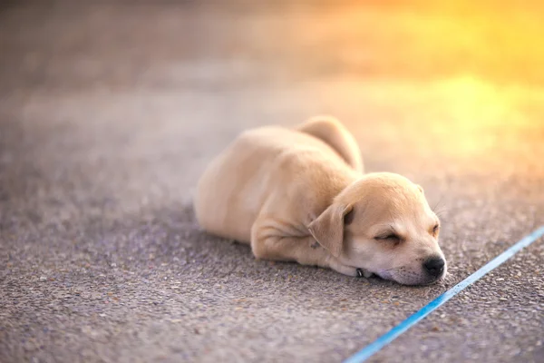 Katta uyuyan bir köpek yavrusu. Sokak köpeği.