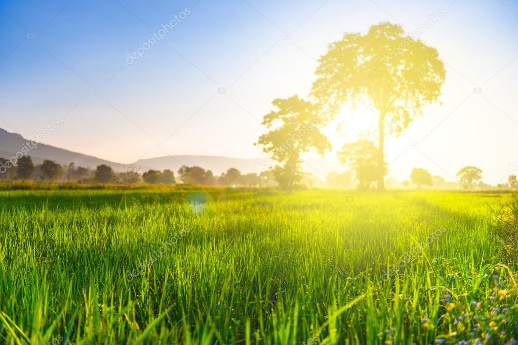 Rice field with sunshine in morning