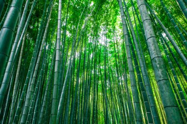 Bambu ormanı, doğa arka plan.