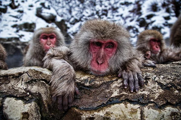 Japanese snow monkey at snow monkey park, Nagano, Jigokudani, Japan.