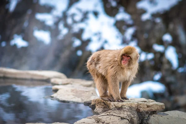 Portrait of a Japanese Snow Monkey