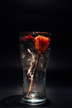 Kızıl bir kedi ve kurumuş bir gül.