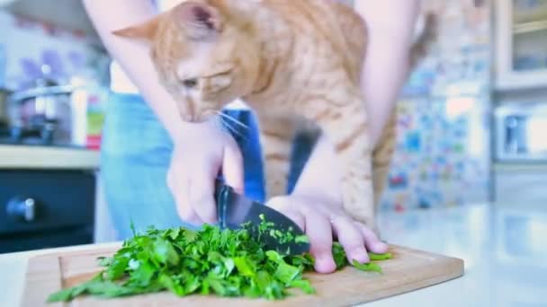 女人在厨房里切新鲜的欧芹 而猫却不让她吃 — 图库视频影像