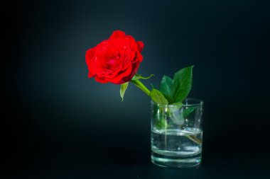 Siyah arkaplanda kırmızı gül