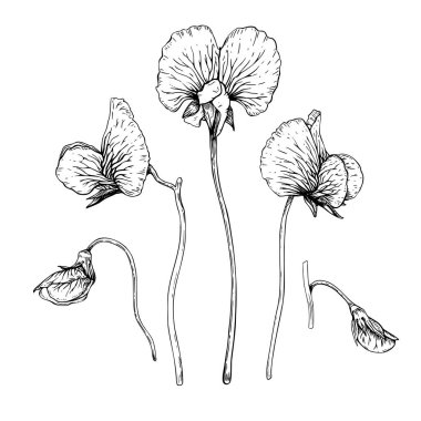 Bir çift tatlı bezelye çiçeği ve tomurcuk. Siyah ve beyaz el çizilmiş botanik stil vektör çizimi. Siyah mürekkeple boyanmış. Beyaz arka planda izole edilmiş ince çizgileri olan çizim. Kartlar, paketler, klipsleme sanatı için mükemmel.