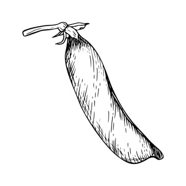 Yeşil bezelye kabuğunun detaylı bir çizimi. Botanik stil vektör çizimi. Siyah mürekkeple boyanmış. Beyaza izole edilmiş ince çizgileri olan bir çizim. Kart, klip sanatı için mükemmel