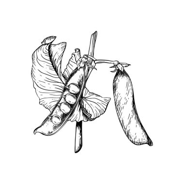 İki kabuklu yeşil bezelye bitkisinin vektör çizimi. İçindeki bezelyeleri ortaya çıkarmak için bir tane açık. El, bitkinin robot resmini botanik tarzda çizdi. Siyah mürekkeple boyanmış. Ayrıntılı çizimler. Kartlar, paketler, klipsleme sanatı için mükemmel.