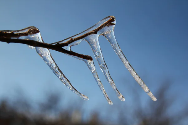 Inverno. ramo azul no gelo — Fotografia de Stock