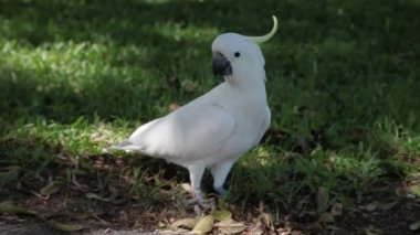 MS Cockatoo kök yeme çimenlerin üzerinde Sidney, yeni Güney Galler, Avustralya