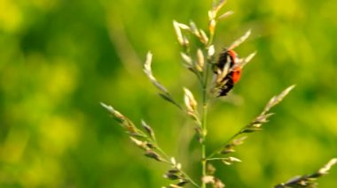 Yedi-spot ladybird bir tesisi