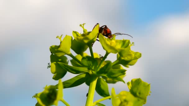 匍匐的毛茛的士兵甲虫的与叶蜂的猎物 — 图库视频影像