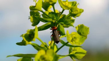 Sawfly av ile asker böceği üzerinde sürünen bir düğün çiçeği