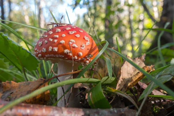 Cogumelo vermelho com pontos brancos típicos . — Fotografia de Stock