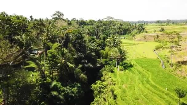 Samolot latający nad tarasami ryżowymi, Bali, Indonezja, 4k. — Wideo stockowe