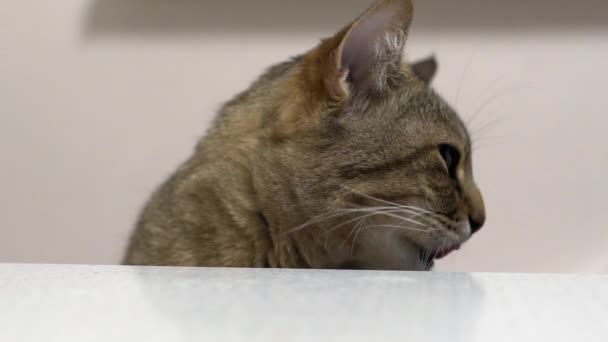 Striped cat eating food, slow motion — Stock Video