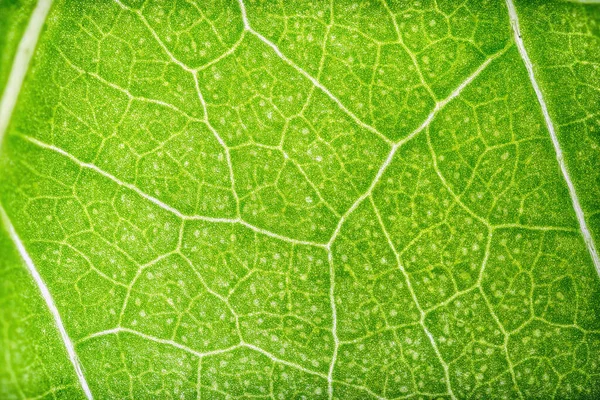 Świeże zielone liście makro Hibiscus — Zdjęcie stockowe