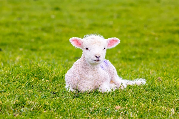 Yeni doğmuş koyun yavrusu yeşil gras üzerinde Telifsiz Stok Fotoğraflar