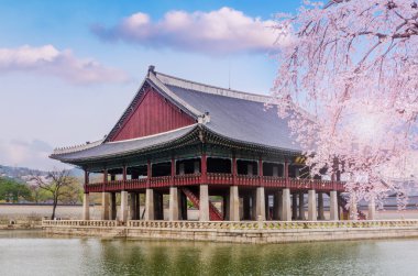 kiraz çiçeği bahar Gyeongbokgung Sarayı Seul, Kore.