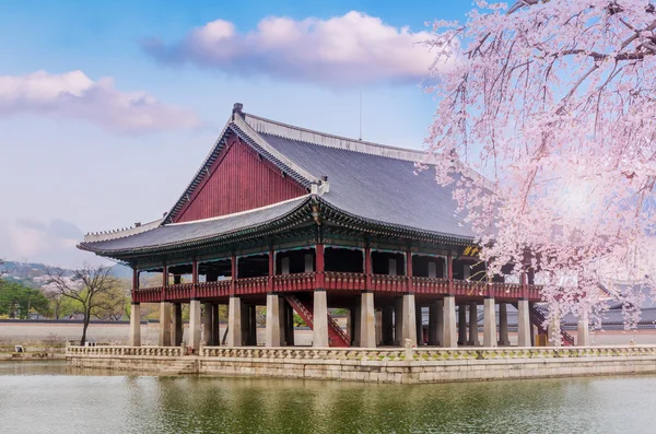 Cherry blossom in spring of Gyeongbokgung Palace in seoul,korea. — Stock Photo, Image