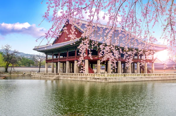 kiraz çiçeği bahar Gyeongbokgung Sarayı Seul, Kore
