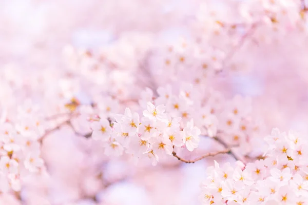 Roze kersenbloesem in volle bloei — Stockfoto