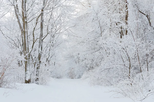 Winterlandschaft weißer Schnee des Berges in Korea. — Stockfoto