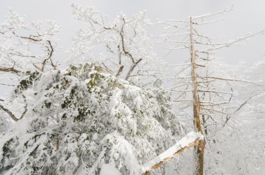 Kış manzara beyaz kar Kore Dağı.